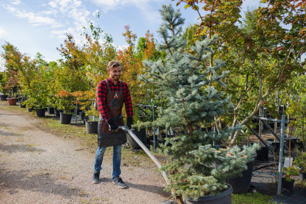 How Our Tree Care Process Works  in Concord, VA